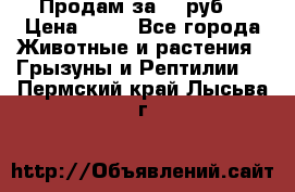 Продам за 50 руб. › Цена ­ 50 - Все города Животные и растения » Грызуны и Рептилии   . Пермский край,Лысьва г.